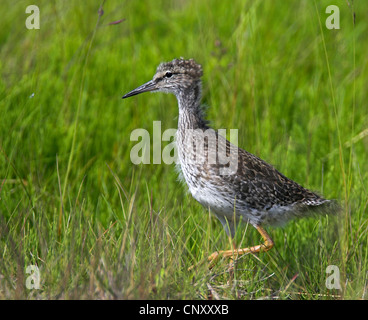 gemeinsamen Rotschenkel (Tringa Totanus), auf einer Wiese, Island, Reykjanes Quietsche Stockfoto