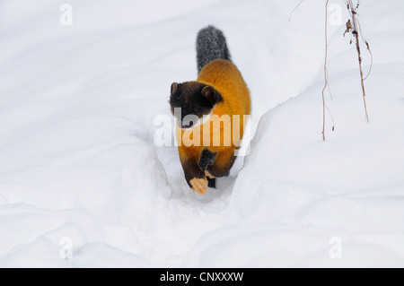 Gelb-throated Marder (Martes Flavigula), Wandern durch den Tiefschnee Stockfoto