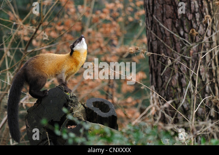 Gelb-throated Marder (Martes Flavigula), stehend auf Totholz nachschlagen einen Baumstamm Stockfoto