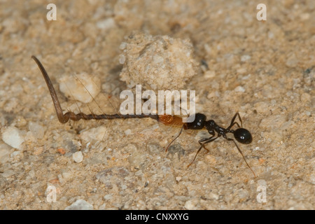 Harvester Ameise (Messor spec.), den Transport von Samen in seinem Nest, Italien, Sizilien Stockfoto