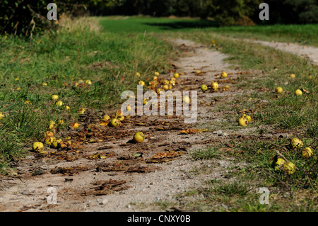 gemeinsamen Birne (Pyrus Communis), zersetzenden Früchte liegen auf einem Feldweg, Deutschland Stockfoto