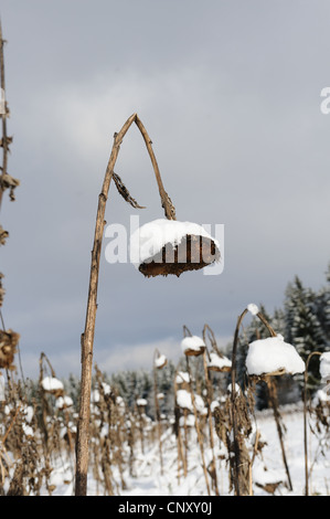 gewöhnliche Sonnenblume (Helianthus Annuus), Winter-Feld mit Schnee bedeckten toten Blumen, Deutschland, Bayern, Oberpfalz Stockfoto