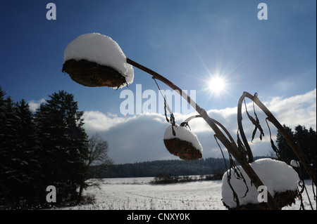 gewöhnliche Sonnenblume (Helianthus Annuus), Silhouetten von Schnee bedeckten toten Blumen vor winterlichen Feld Landschaft, Deutschland, Bayern, Oberpfalz Stockfoto