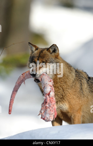 Europäische graue Wolf (Canis Lupus Lupus), stehend im Schnee mit dem Fleisch eines Gefangenen Tieres im Mund, Deutschland, Bayern, Nationalpark Bayerischer Wald Stockfoto