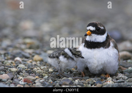 Flussregenpfeifer-Regenpfeifer (Charadrius Hiaticula), seine Küken halten warm, Island, Snaefellsnes Stockfoto