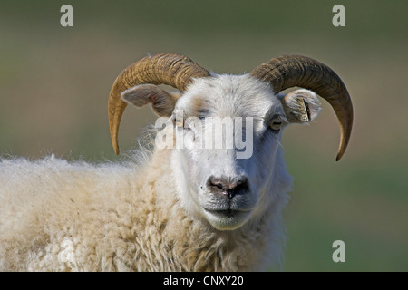 Hausschaf (Ovis Ammon F. Aries), Buck, Porträt, Island, Myvatn Stockfoto