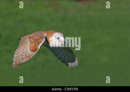 Schleiereule (Tyto Alba), fliegen, Deutschland, Nordrhein-Westfalen Stockfoto