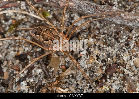 gemeinsamen Harvestman (Phalangium Opilio), Weiblich, Deutschland Stockfoto