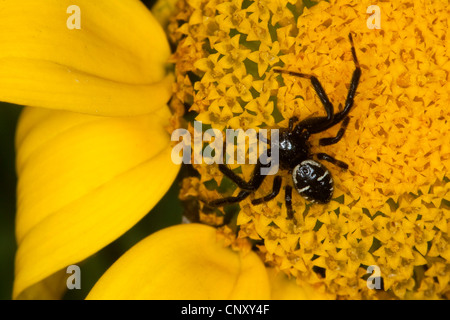 Rote Krabbenspinne (Synema Globosum, Synaema Globosum), lauern auf eine gelbe Blume, Deutschland Stockfoto