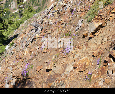 Berg-Wildblumen - Penstemon auf trockenen, steinigen Pisten, Snoqualmie Pass, North Cascades, Washington Stockfoto