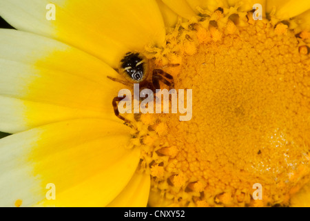 Rote Krabbenspinne (Synema Globosum, Synaema Globosum), lauern auf eine gelbe Blume, Deutschland Stockfoto