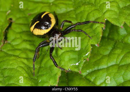 Rote Krabbenspinne (Synema Globosum, Synaema Globosum), sitzt auf einem Blatt, Deutschland Stockfoto