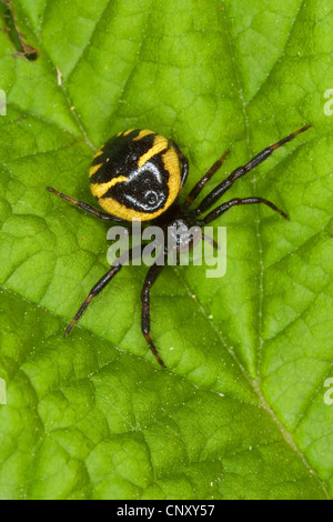 Rote Krabbenspinne (Synema Globosum, Synaema Globosum), sitzt auf einem Blatt, Deutschland Stockfoto