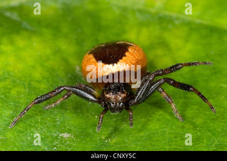 Rote Krabbenspinne (Synema Globosum, Synaema Globosum), sitzt auf einem Blatt, Deutschland Stockfoto