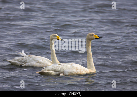 Singschwan (Cygnus Cygnus), paar, Island Stockfoto