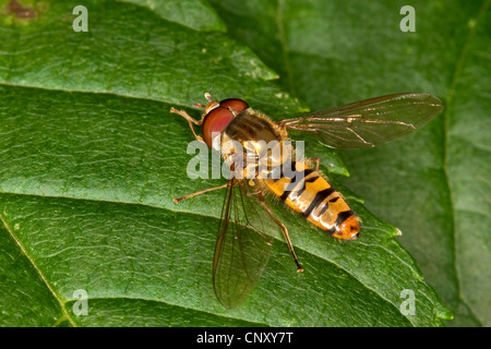 Marmelade Hoverfly (Episyrphus Balteatus), Standortwahl auf einem Blatt, Deutschland Stockfoto