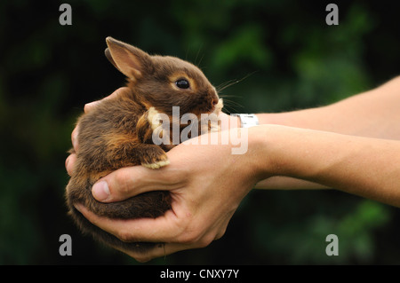 Zwerg Kaninchen (Oryctolagus Cuniculus F. Domestica), Frau Hände halten ein Jungtier Stockfoto