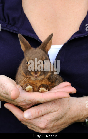 Zwerg Kaninchen (Oryctolagus Cuniculus F. Domestica), Frau Hände halten ein Jungtier Stockfoto