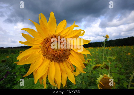 gewöhnliche Sonnenblume (Helianthus Annuus), Blüte in einem Sonnenblumenfeld, Deutschland Stockfoto