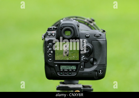 Hauskatze, Hauskatze (Felis Silvestris F. Catus), auf einer Wiese, in der Anzeige eine Spiegelreflexkamera Stockfoto