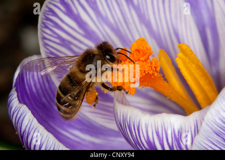 Honigbiene, Bienenkorb Biene (Apis Mellifera Mellifera), auf ein Krokus, Deutschland Stockfoto