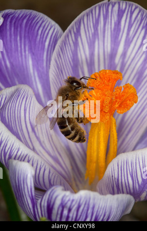 Honigbiene, Bienenkorb Biene (Apis Mellifera Mellifera), auf ein Krokus, Deutschland Stockfoto