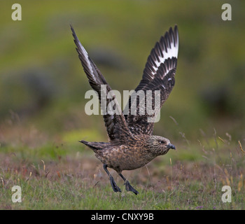 Great Skua (Stercorarius Skua) beginnend, Island, Fagurholsmyr Stockfoto