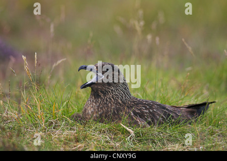 Great Skua (Stercorarius Skua, Catharacta Skua)), Zucht, mit der Aufforderung, Island, Fagurholsmyr Stockfoto