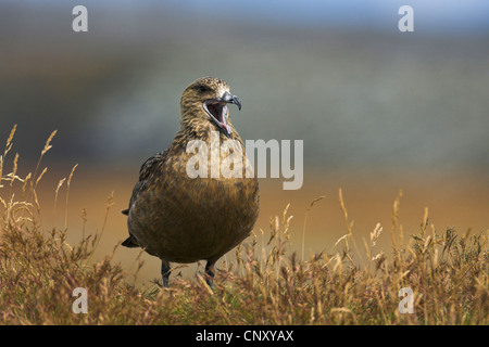 Great Skua (Stercorarius Skua, Catharacta Skua)), Berufung, Island, Kap Dyrhólaey Stockfoto