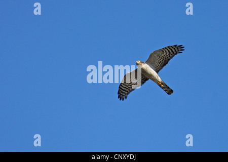 nördlichen Sperber (Accipiter Nisus), Weiblich, Schweden, Falsterbo fliegen Stockfoto