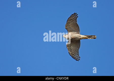 nördlichen Sperber (Accipiter Nisus), Weiblich, Schweden, Falsterbo fliegen Stockfoto