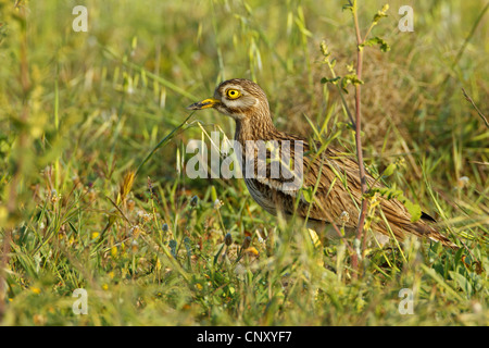 Stein-Brachvogel (Burhinus Oedicnemus), sitzen auf einer Wiese, Türkei, Silifke, Goeksu Delta Stockfoto