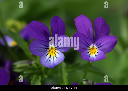 nach Herzenslust Leichtigkeit, Stiefmütterchen, wilde Stiefmütterchen, drei farbige Veilchen (Viola Tricolor), Blumen, Island, Thingvellir Stockfoto