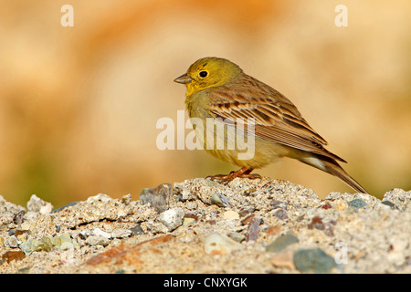 Cinereous Bunting (Emberiza Cineracea), auf dem Boden sitzend, Türkei, Adyaman, Nemrut Dagi, Karadut Stockfoto