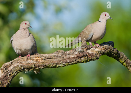 Collared dove (Streptopelia Decaocto), paar auf einem Ast, Deutschland, Rheinland-Pfalz Stockfoto