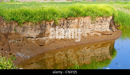 Uferschwalbe (Riparia Riparia), Kolonie, Türkei, Sanliurfa, Birecik Kiesgruben Stockfoto