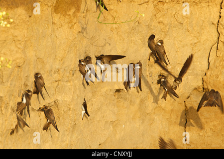 Uferschwalbe (Riparia Riparia), Kolonie, Türkei, Sanliurfa, Birecik Kiesgruben Stockfoto