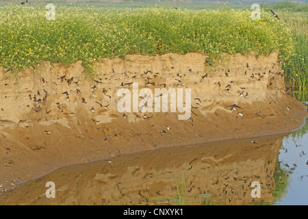 Uferschwalbe (Riparia Riparia), Kolonie, Türkei, Sanliurfa, Birecik Kiesgruben Stockfoto