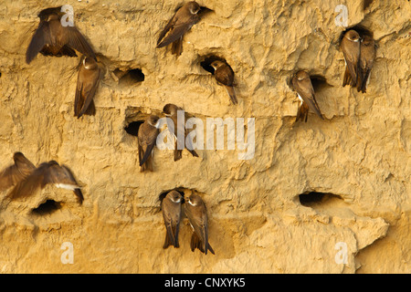 Uferschwalbe (Riparia Riparia), Kolonie, Türkei, Sanliurfa, Birecik Kiesgruben Stockfoto