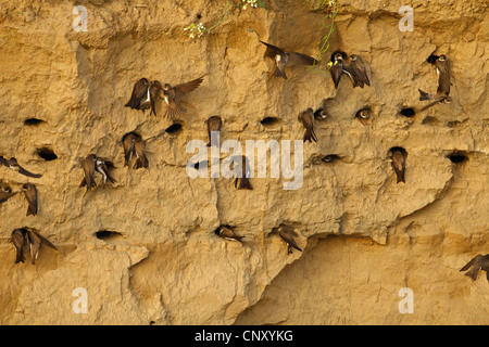 Uferschwalbe (Riparia Riparia), Kolonie, Türkei, Sanliurfa, Birecik Kiesgruben Stockfoto