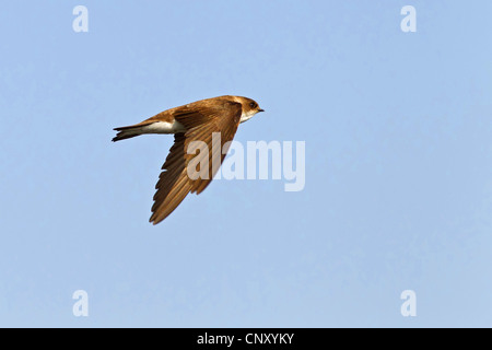 Uferschwalbe (Riparia Riparia), fliegen, Türkei, Sanliurfa, Birecik Kiesgruben Stockfoto