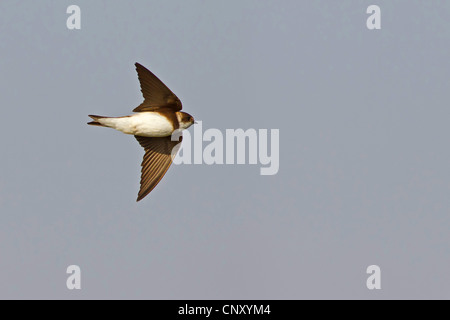 Uferschwalbe (Riparia Riparia), fliegen, Türkei, Sanliurfa, Birecik Kiesgruben Stockfoto