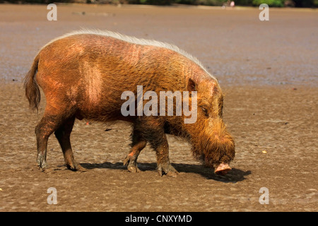 Bornean bärtigen Schwein (Sus Barbatus ssp.barbatus), auf der Suche nach Nahrung auf einer soily Ebene, Sarawak, Malaysia, Borneo, Bako Nationalpark Stockfoto