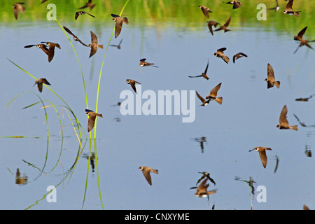 Uferschwalbe (Riparia Riparia), Gruppe, fliegt über Wasser, Türkei, Sanliurfa, Birecik Kiesgruben Stockfoto