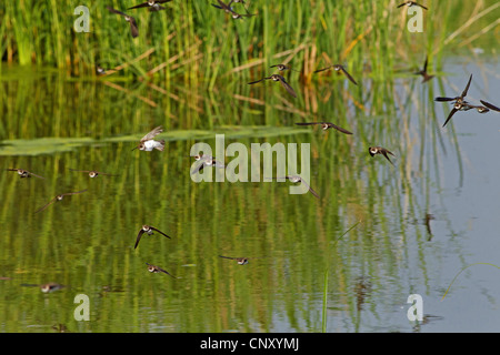 Uferschwalbe (Riparia Riparia), Gruppe, fliegt über Wasser, Türkei, Sanliurfa, Birecik Kiesgruben Stockfoto