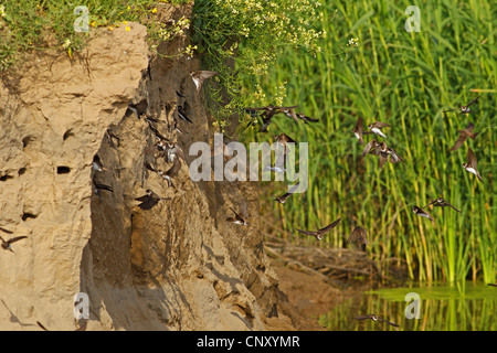 Uferschwalbe (Riparia Riparia), Kolonie, Türkei, Sanliurfa, Birecik Kiesgruben Stockfoto