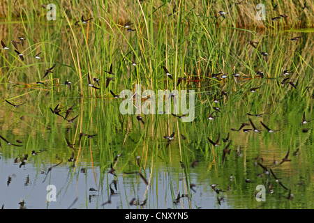 Uferschwalbe (Riparia Riparia), Gruppe, fliegt über Wasser, Türkei, Sanliurfa, Birecik Kiesgruben Stockfoto