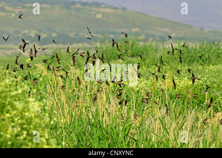 Uferschwalbe (Riparia Riparia), Gruppe, fliegt über Reed, Türkei, Sanliurfa, Birecik Kiesgruben Stockfoto