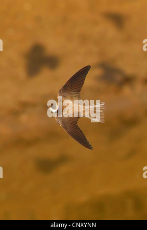 Uferschwalbe (Riparia Riparia), fliegen, Türkei, Sanliurfa, Birecik Kiesgruben Stockfoto