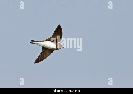 Uferschwalbe (Riparia Riparia), in den Himmel, Türkei, Sanliurfa, Birecik Kiesgruben Stockfoto